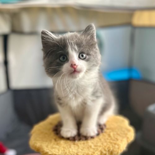 Bertie
