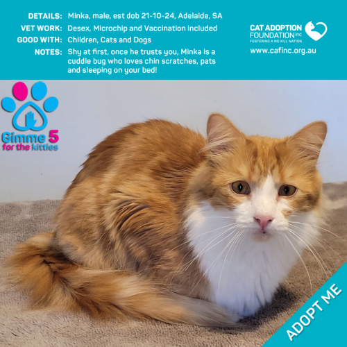 Minka Only $50 Limited Time!