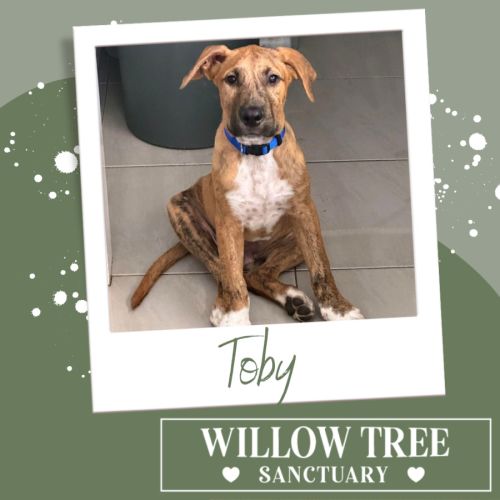 Toby