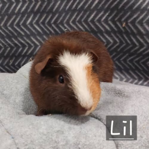 Lil