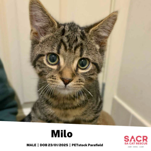 Milo