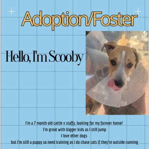 Scooby