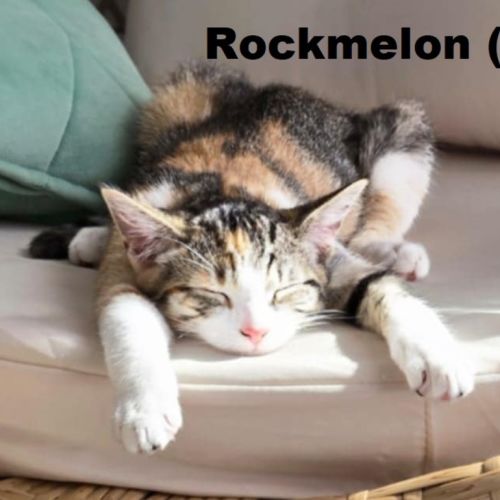 Rockmelon