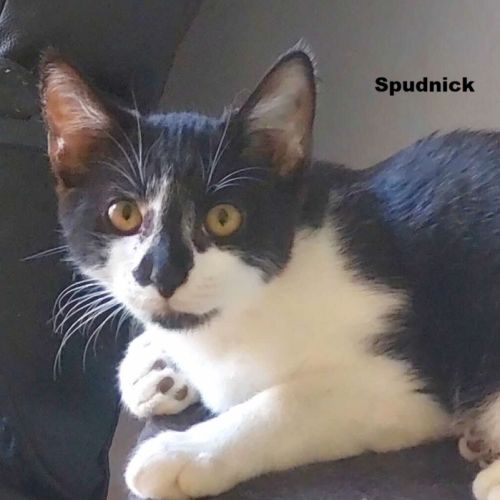Spudnick