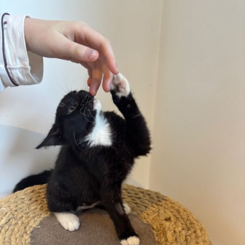 Pookie meet me@Petstock Mornington Nepean Hwy 