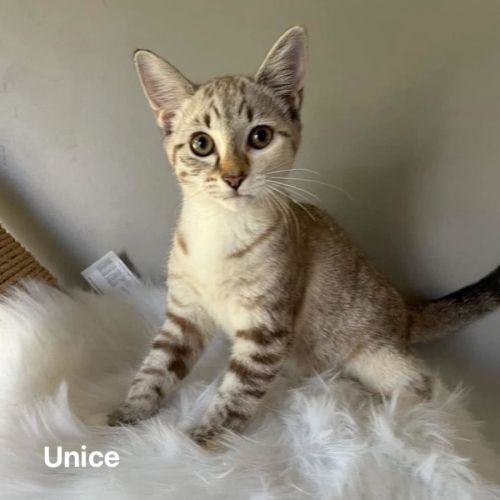 Unice