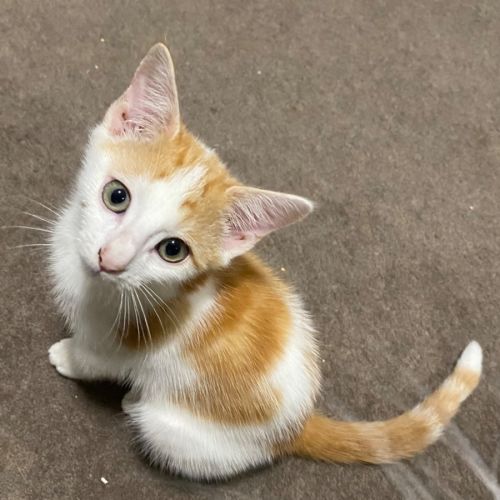 Miguel **2nd Chance Cat Rescue**