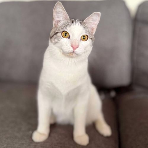 Clyde - Meet me at Vets on Parker Templestowe