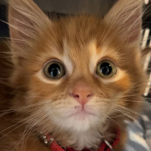 Buddy - Located in Pakenham