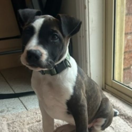 Lexie 🎯adorable Staffy puppy