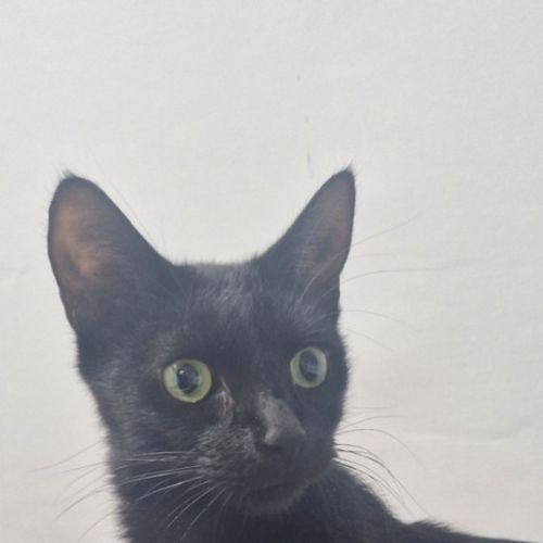 Catnap - Petstock Invermay