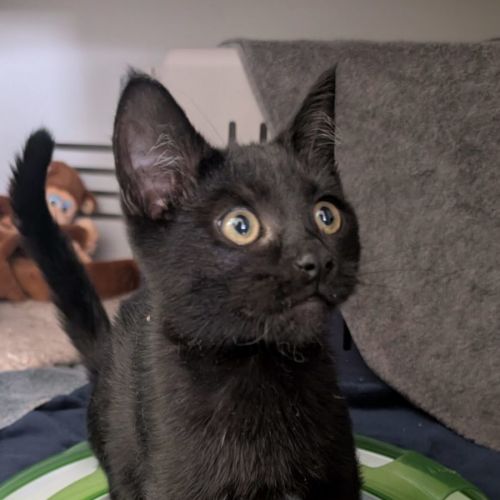 Appa-Meet me at Petstock Zetland