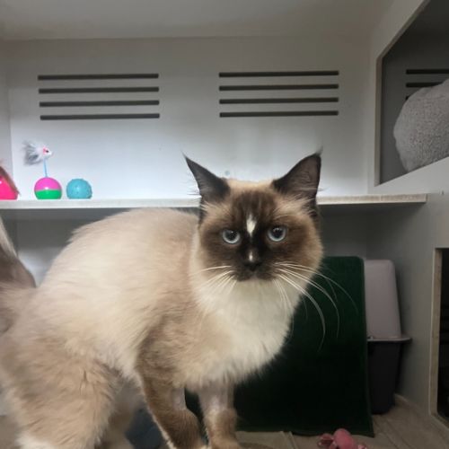 Neapolitan- Meet me at Petstock Birkenhead Point