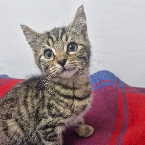 Huggy Wuggy - Petstock