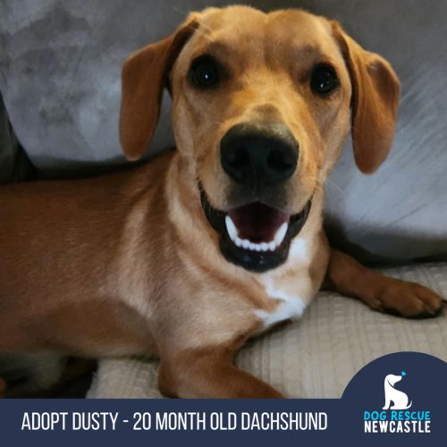Dusty - 20 Month Old Dachshund 