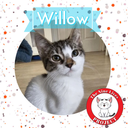 Willow *9 Lives Project Rescue*