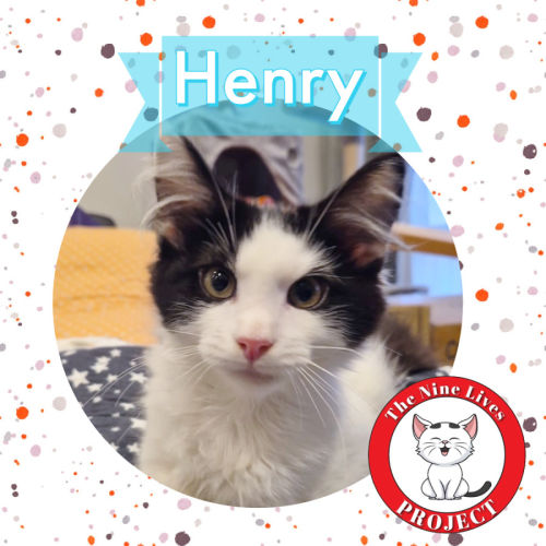 Henry *9 Lives Project Rescue*