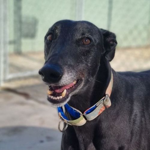 No photo for Banoffee (Benny) The Greyhound