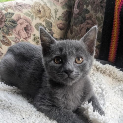 Boo meet me@petstock keysborough 