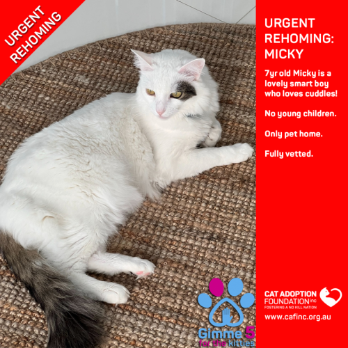 Micky Private Rehoming No Charge!