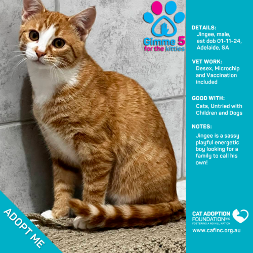 Jingee Just $100 Limited Time!