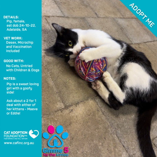 Pip Only $50 Limited Time!