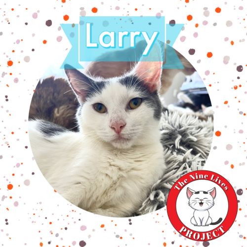 Larry *9 Lives Project Rescue*