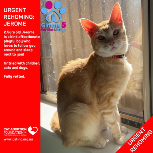 Jerome Private Rehoming No Charge!
