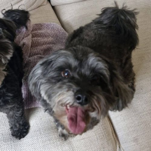 Cilantro & Corriander