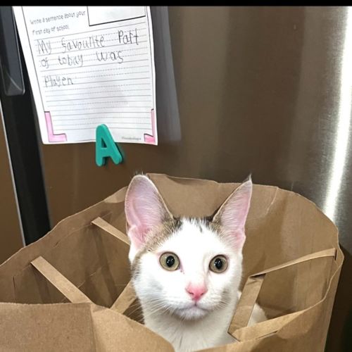 Lulu