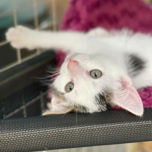 Hassan**2nd Chance Cat Rescue**