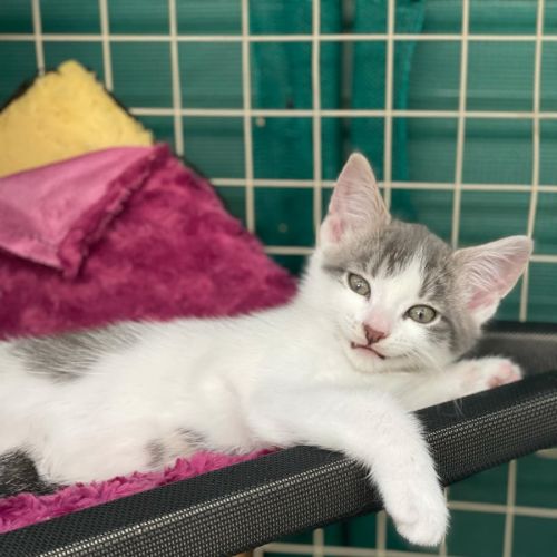 Jamal**2nd chance cat rescue**