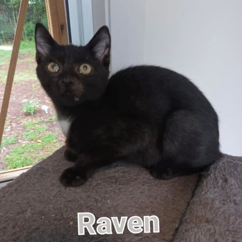 Raven