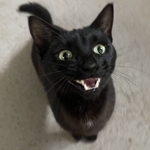 Bagel