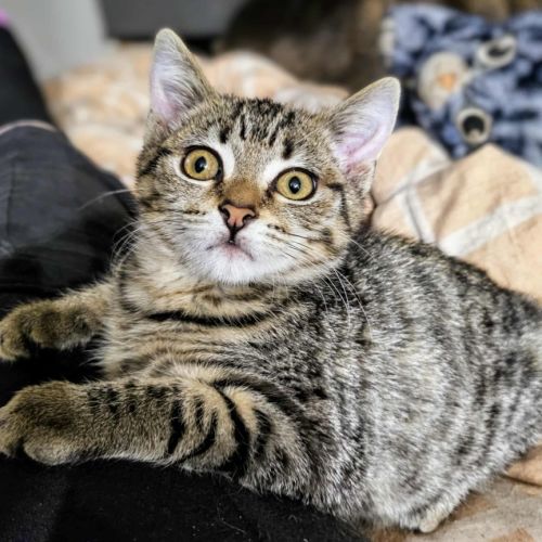 Kaida meet me@Petstock Mornington on Nepean hwy