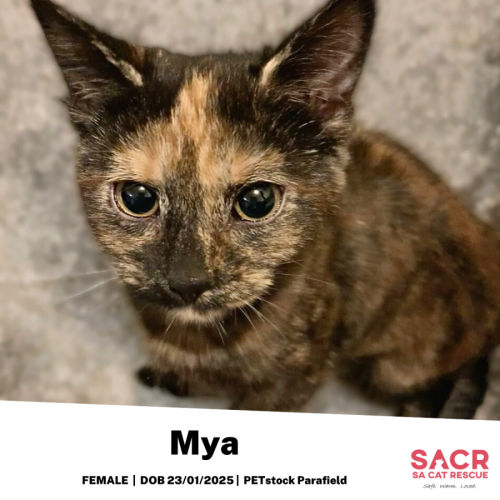 Mya