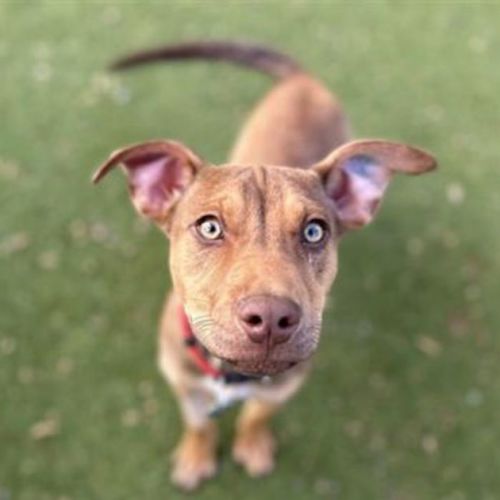 Lulu