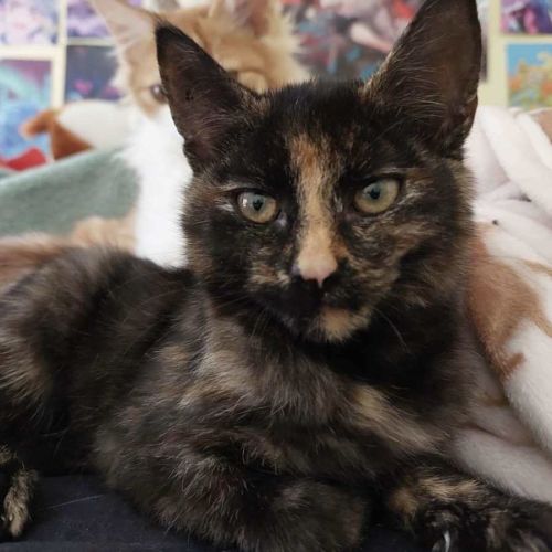 Pink - Located in Reservoir