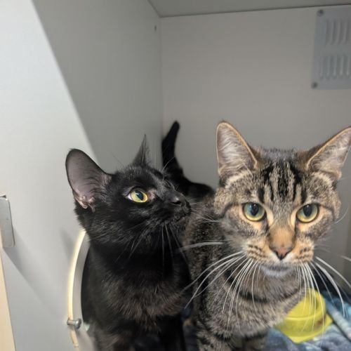 Tigress And Mavis