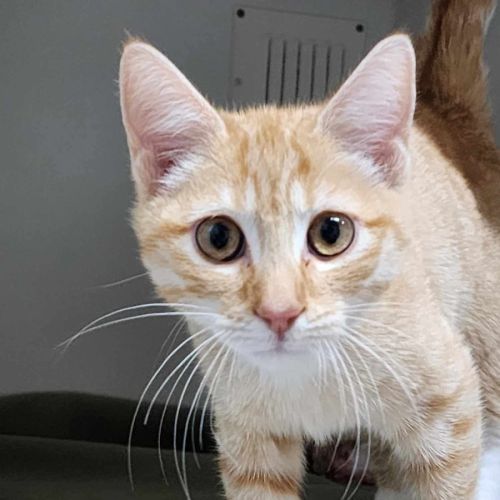 🍊 Cheeto 6101 🍊