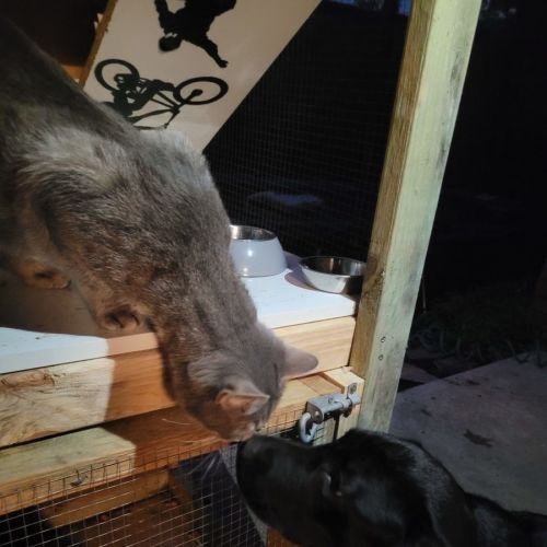 Winston - now at Thornton PET Quarters