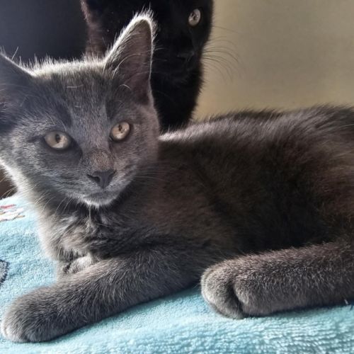 Mudgee meet me@petstock keysborough