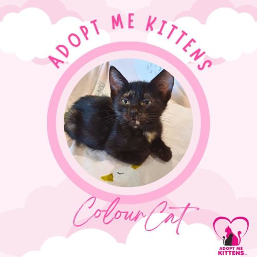 Colour Cat