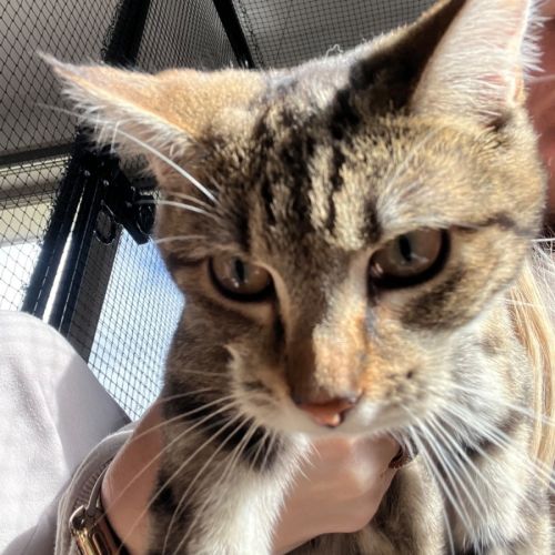 Sun Meet me @petstock Dandenong 