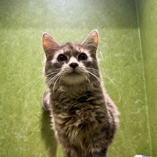 Grey (bonded To Blossom)