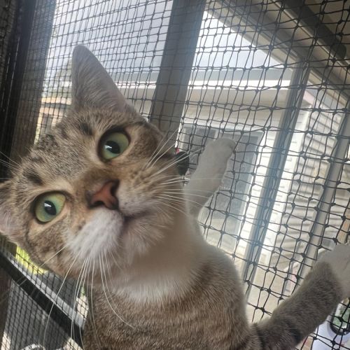 Star meet me @Petstock Chelsea