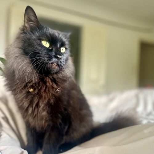 Little Dulcie