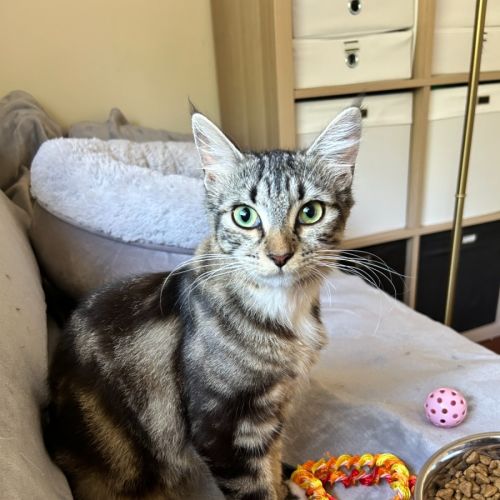 Freya - Located in Lower Plenty