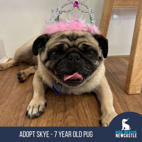 Skye - 7 Year Old Pug