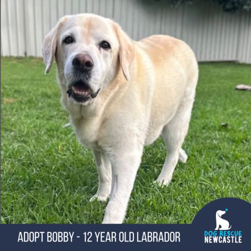 Bobby - 12 Year Old Labrador
